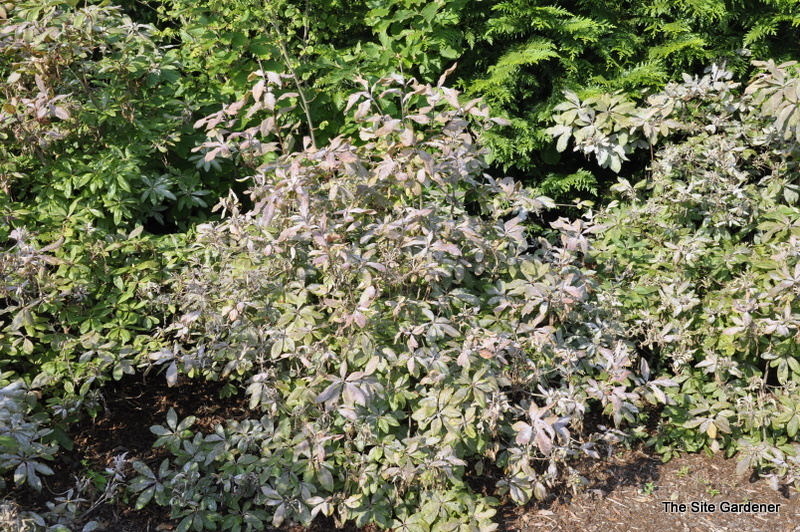 Rhododendron Irene Koster