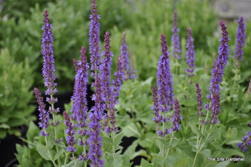 Salvia Nemerosa 'East Friesland' — photo 1
