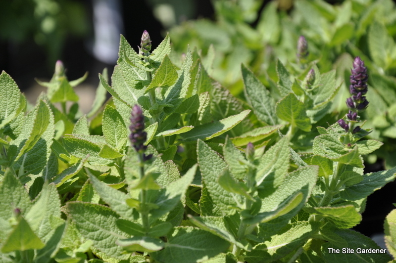 Salvia Nemerosa 'Sensation Rose' — photo 1