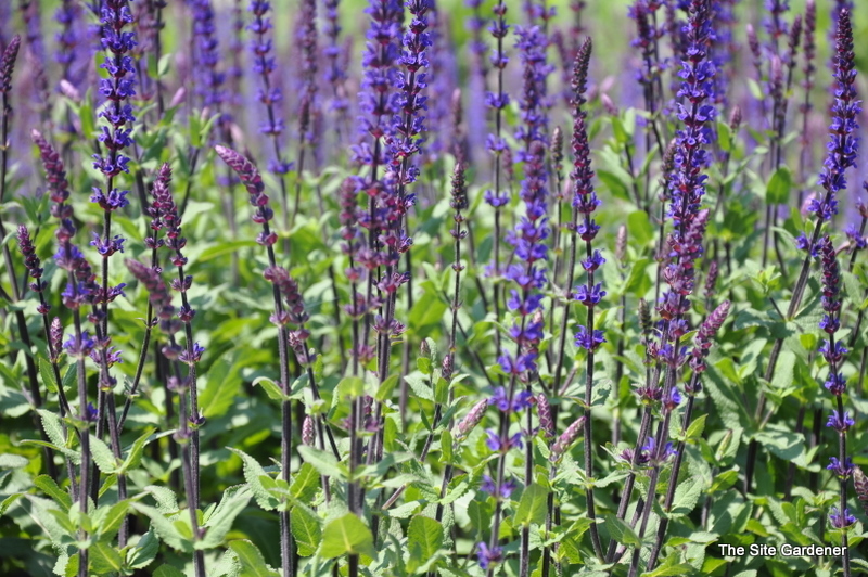 Salvia Nemerosa 'Carradona' — photo 1