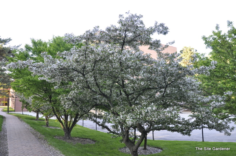 Malus Guinevere