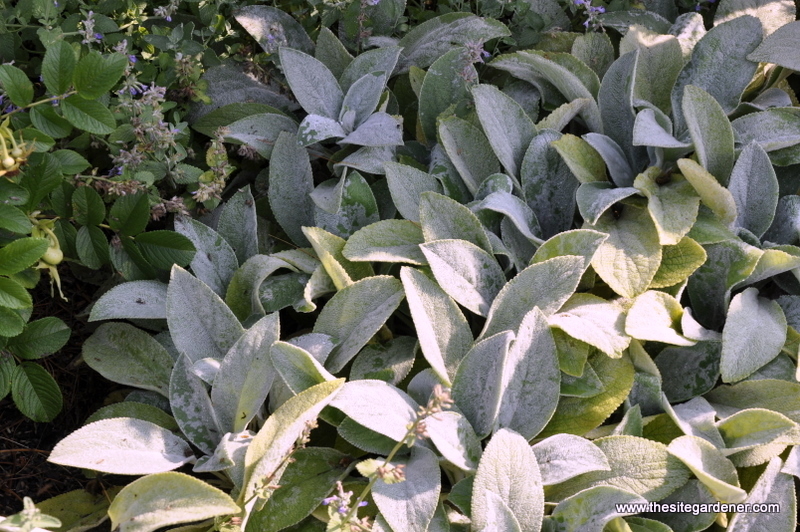 Stachys 'Helene Von Stein'