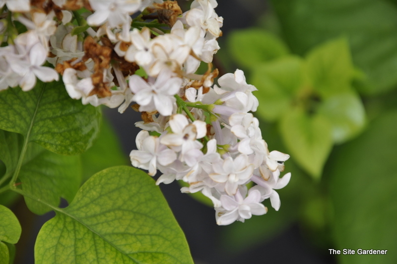 Syringa Dapple Dawn