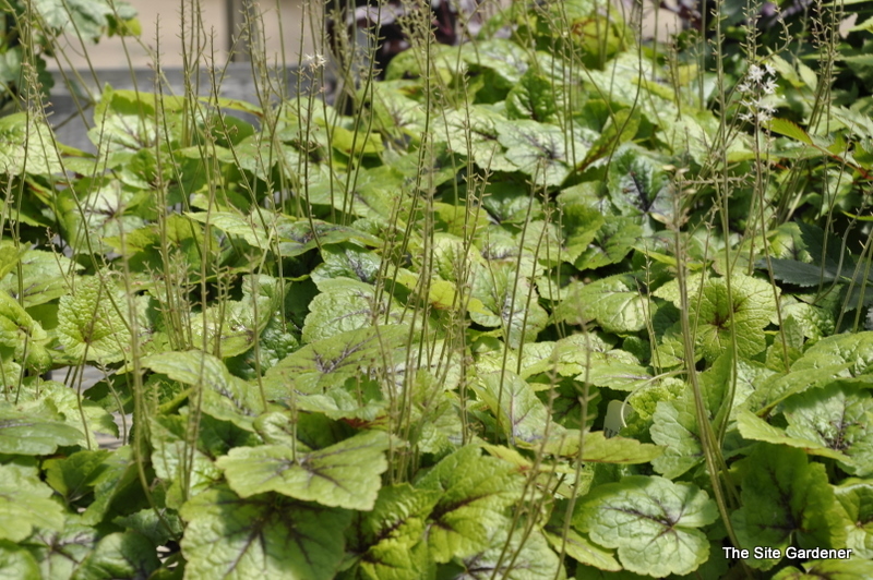 Tiarella Cordifolia 'Brandywine' — photo 1