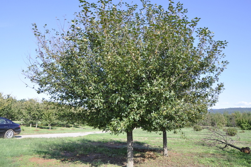 Malus 'Hargozam'(HARVEST GOLD®)