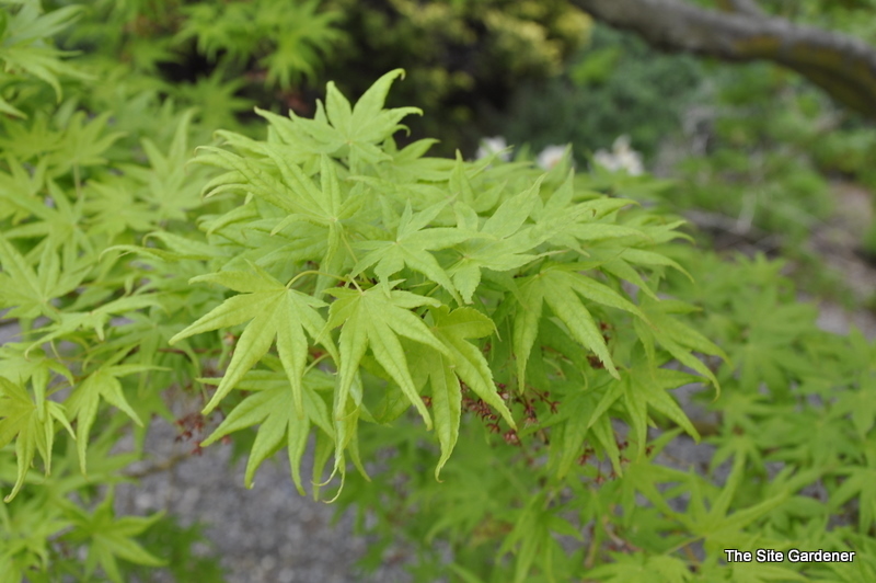 Acer palmatum 'Spring Surprise'