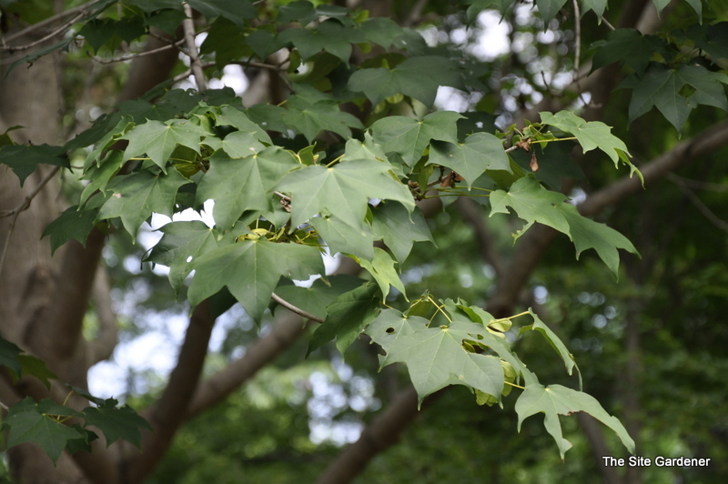 Acer Pictum Subsp. Mono β photo 1