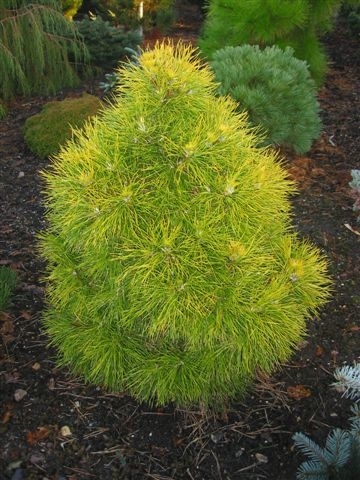 Pinus Nigra Moseri — photo 1