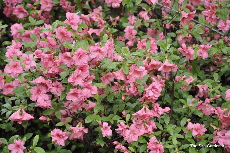 Rhododendron Glosky Pink