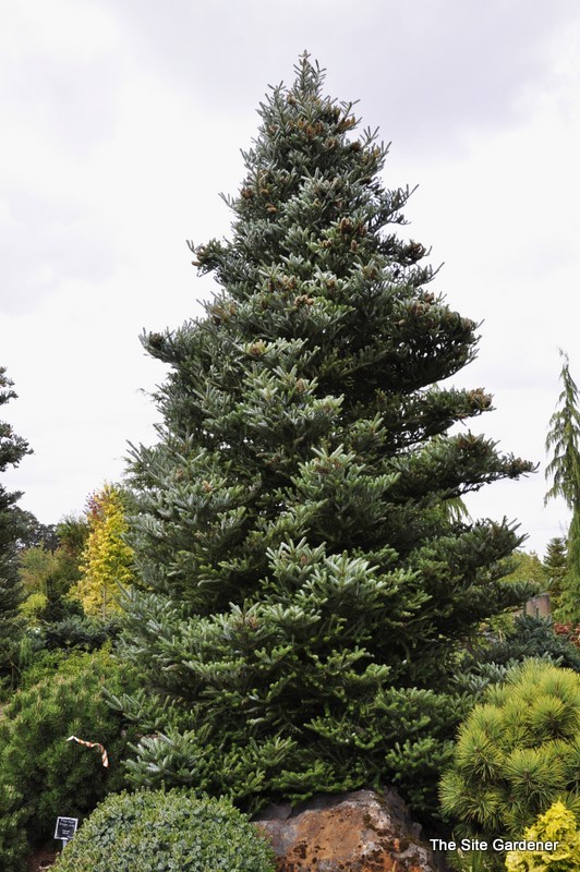 Abies Koreana 'Horstmanns Silberlocke' — photo 1