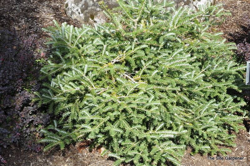 Abies Koreana 'Piccolo'