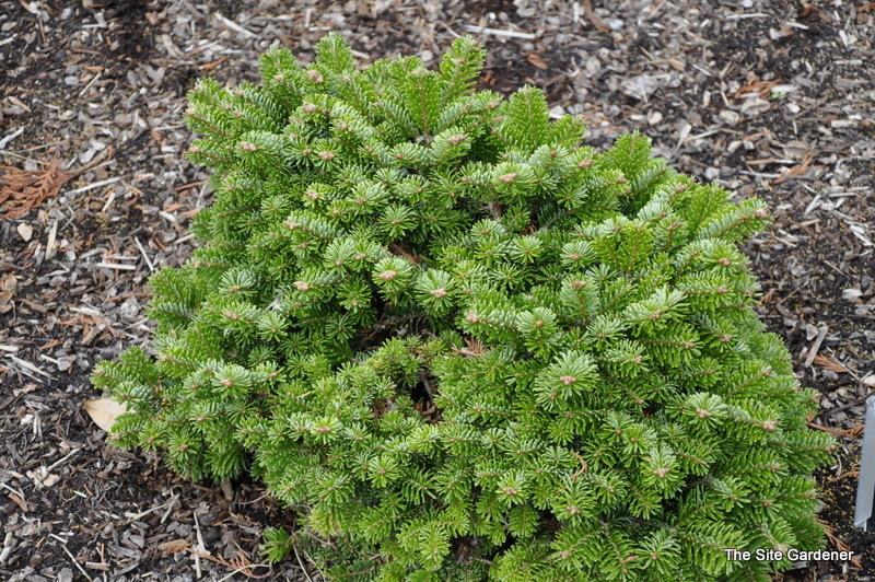 Abies nordmanniana 'Hunnewell'