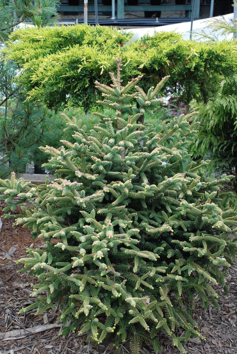 Abies Pinsapo