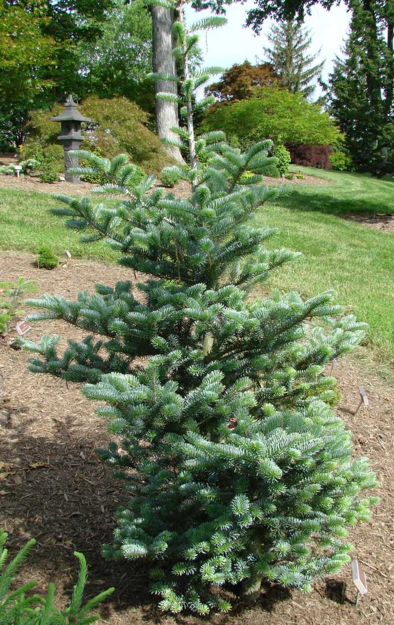 Abies Koreana 'Blaue Zwo'