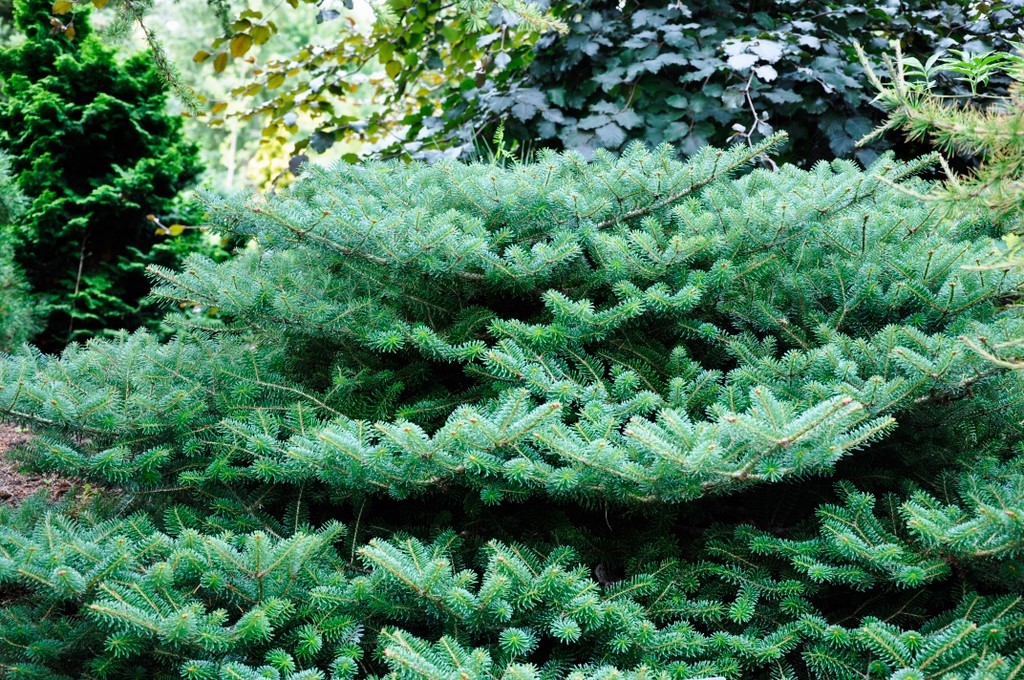 Abies Koreana 'Blauer Pfiff'