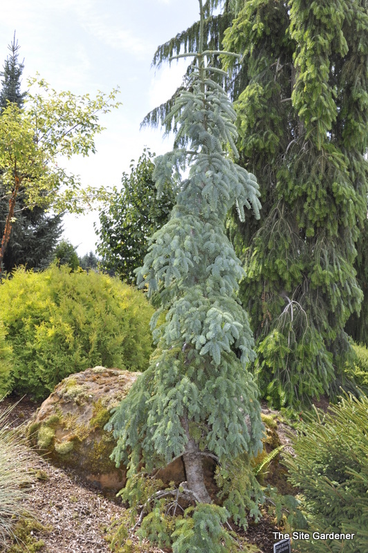 Abies Procera 'Lagraciosa'