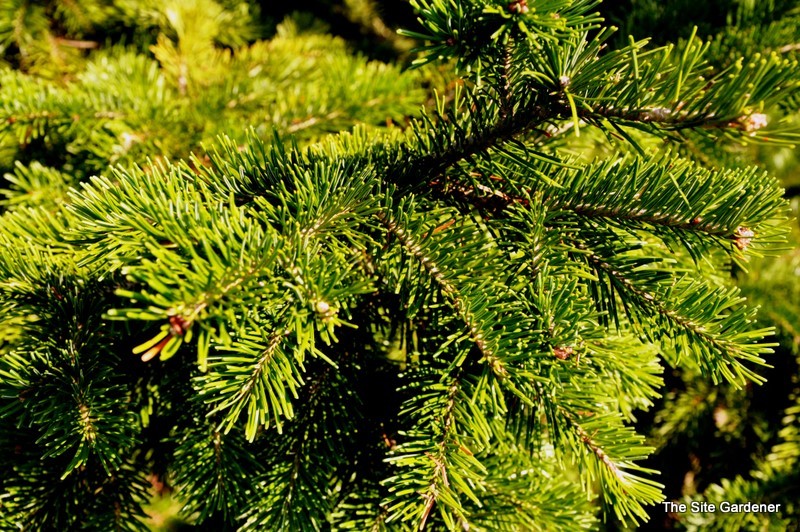 Abies Sibirica