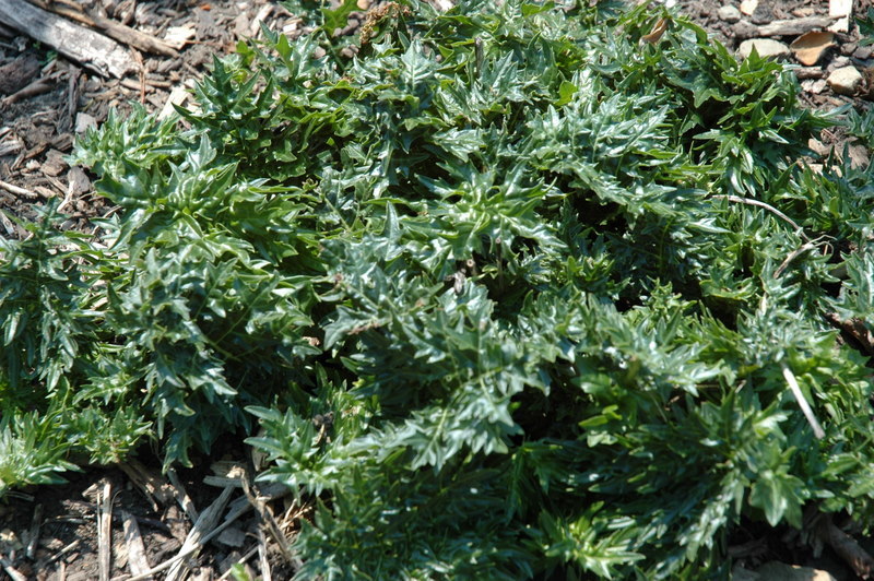 Acanthus 'Bears Breachers'