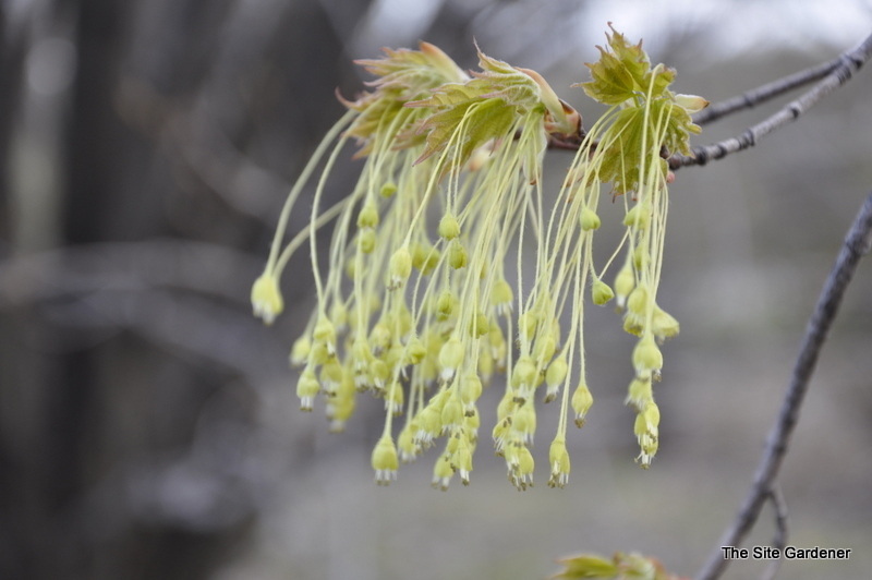 Acer Saccharum 'Globosa' — photo 1