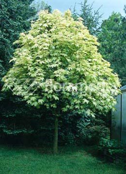 Acer Brillantissimum
