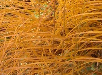 Amsonia Hubrechtii — photo 1