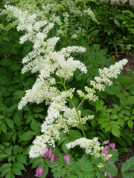 Astilbe 'Bridal Veil' — photo 1