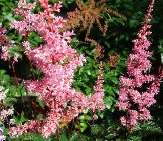 Astilbe 'Key West' — photo 1