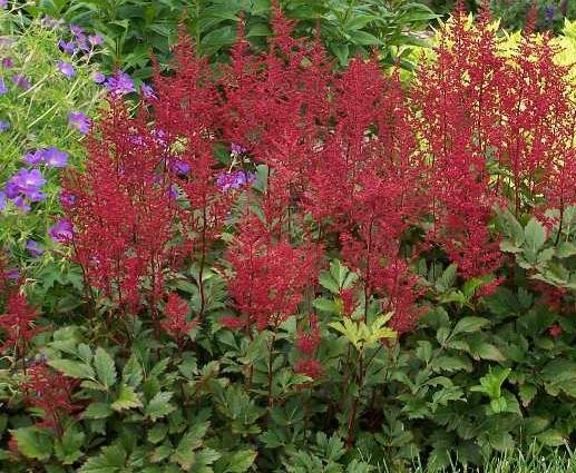 Astilbe 'Red Sentinel' — photo 1