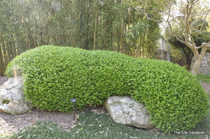 Buxus Sinica Var Insularis Wintergreen — photo 1