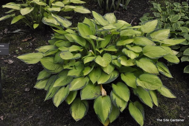 Hosta 'Gold Standard'