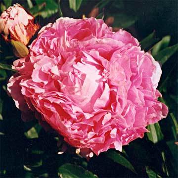 Paeonia'Dr. Alexander Fleming' — photo 1