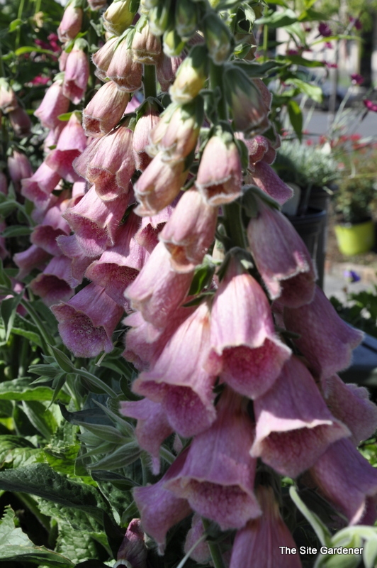 Digitalis Mertonensis — photo 1
