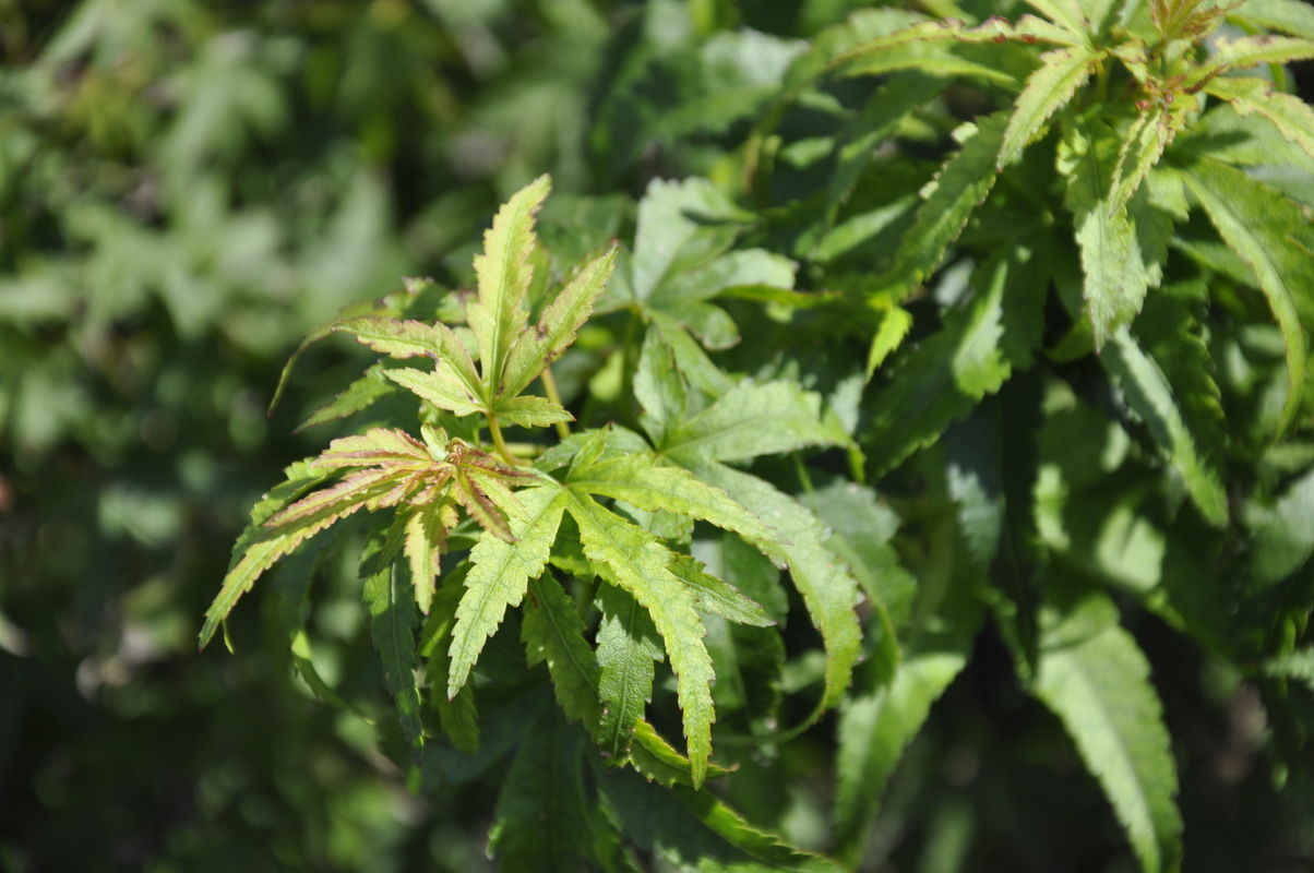 Acer pal. 'Akita yatsubusa'