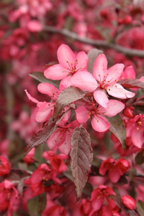 Malus Royal Raindrops