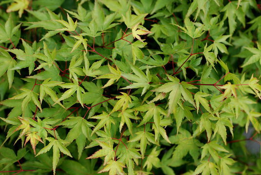 Acer palmatum 'Shishio hime' — photo 1