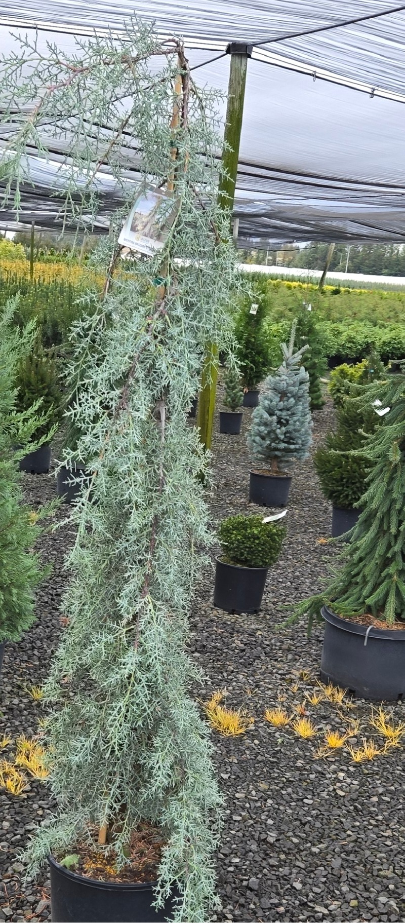 Cupressus glabra Raywoods Weeping — photo 1