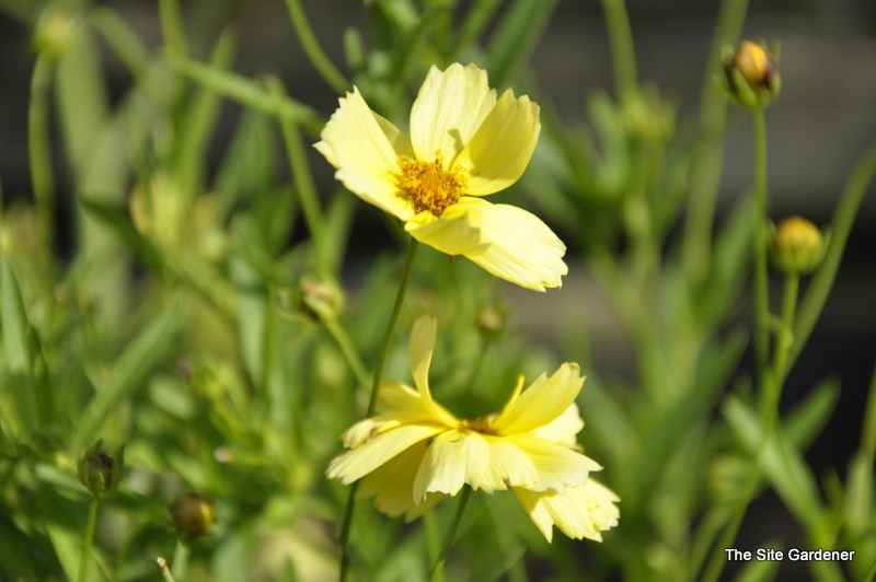 Coreopsis Big Bang Galaxy — photo 1