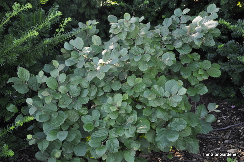 Fothergilla gardenii Windy City