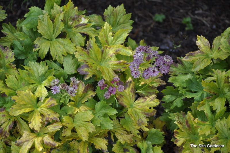 Astrantia 'Abby Road' PPAF — photo 1