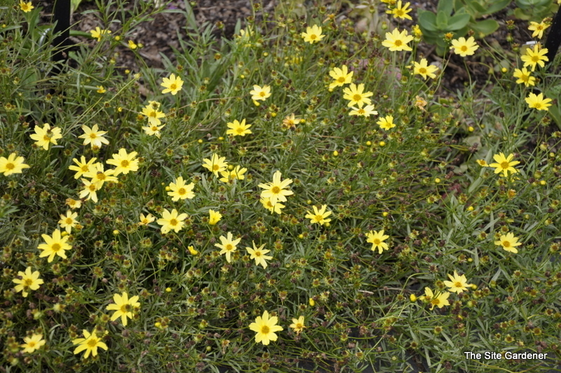 Coreopsis 'Creme Brulee' — photo 1