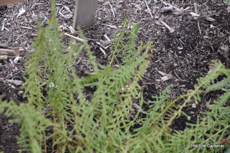 Fern, Athyrium Filix-femina 'Lady Fern' — photo 1