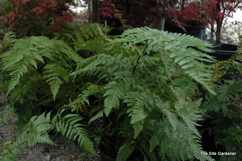 Fern, Dryopteris Erythrosora (Autumn Fern)