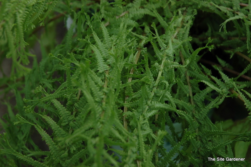 Fern, Athyrium Filix Femina 'Frizelliae' — photo 1
