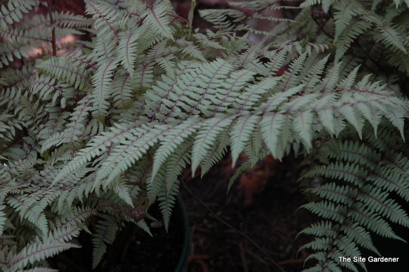 Fern, Athyrium 'Ghost'