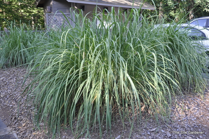 Erianthus Ravennae — photo 1