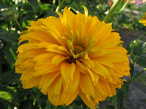 Heliopsis Helianthoides 'Summer Sun' — photo 1