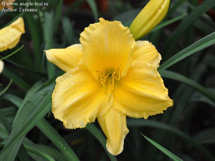 Hemerocallis 'Demetrius' — photo 1