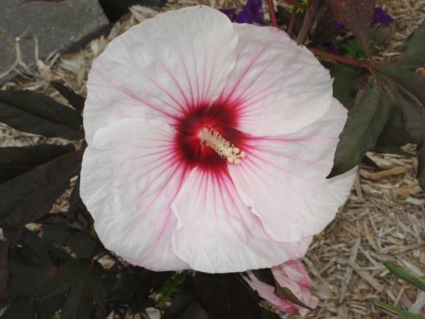 Hibiscus Moscheutes 'Kopper King' PP#10793 — photo 1