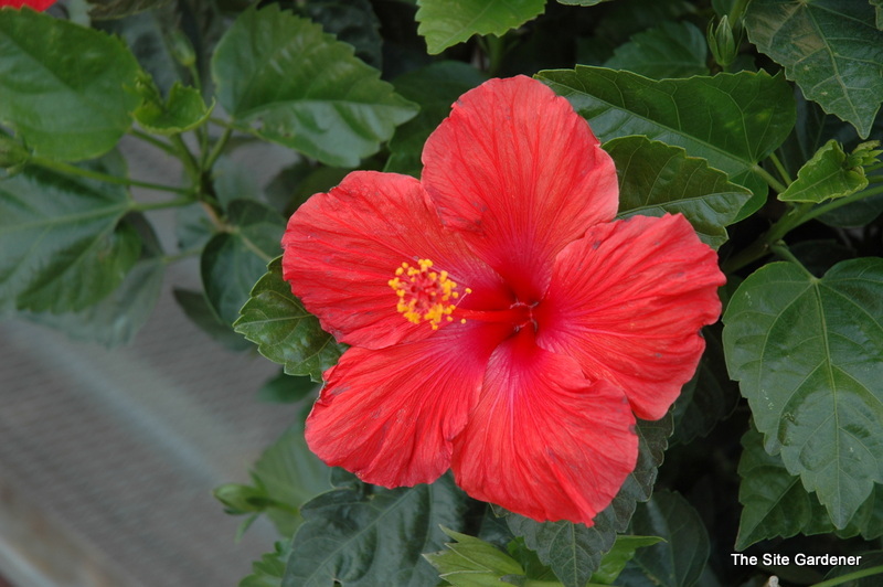 Hibiscus Moscheutes 'Fireball' — photo 1