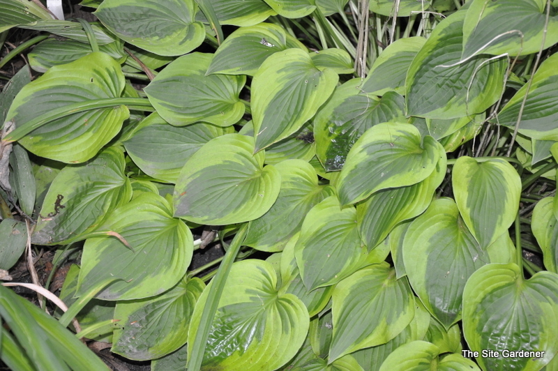 Hosta 'Parky's Prize'